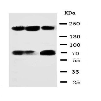 53BP1/TP53BP1 Antibody