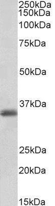MDH1 antibody