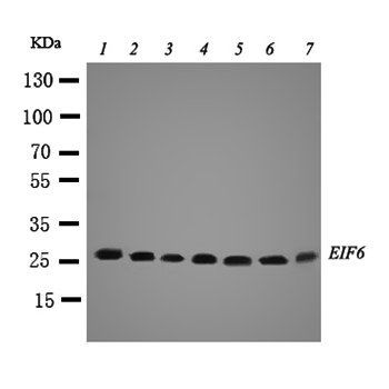 integrin beta 4 binding protein/EIF6 Antibody
