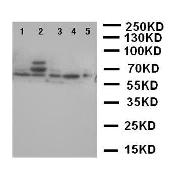 Anti-p63/TP63 Antibody