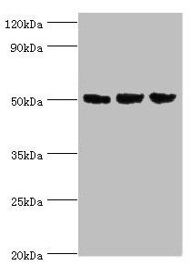 ORC4 antibody