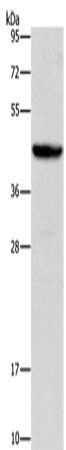 ORM2 antibody