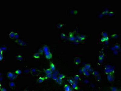 ORMDL1 Antibody