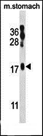 ORML2 antibody
