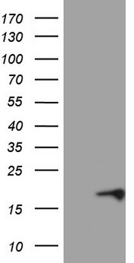 OTC Antibody