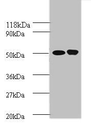 Ornithine decarboxylase antibody