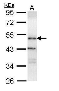 ORP1 antibody [C3], C-term