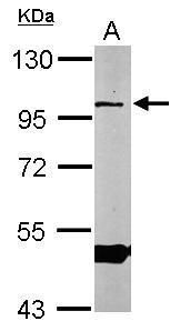 ORP1 antibody [C3], C-term