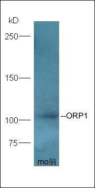 ORP1 antibody
