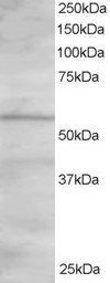 ORP2 Antibody