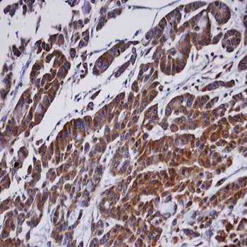ORP antibody