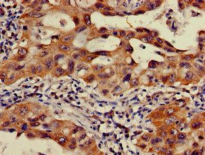 OS9 Antibody