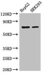 OS9 Antibody