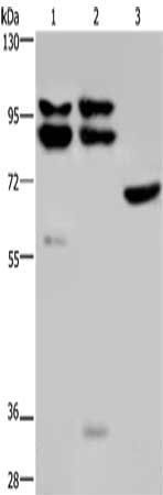 OS9 antibody