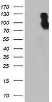OSBP Antibody
