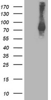 OSBPL11 Antibody