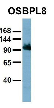 OSBPL8 antibody