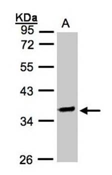 OSGEP Rabbit Polyclonal Antibody