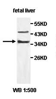 OSGEP Rabbit Polyclonal Antibody