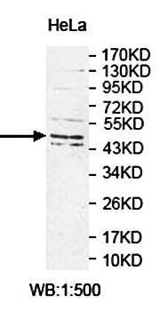 OSGEPL1 Rabbit Polyclonal Antibody