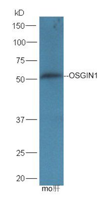 OSGIN1 antibody