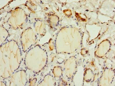 OSGIN2 Antibody