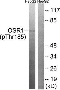 OSR1 (Phospho-Thr185) Antibody