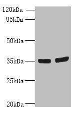 OSR2 antibody