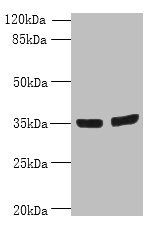 OSR2 Antibody