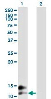 Osteocalcin antibody