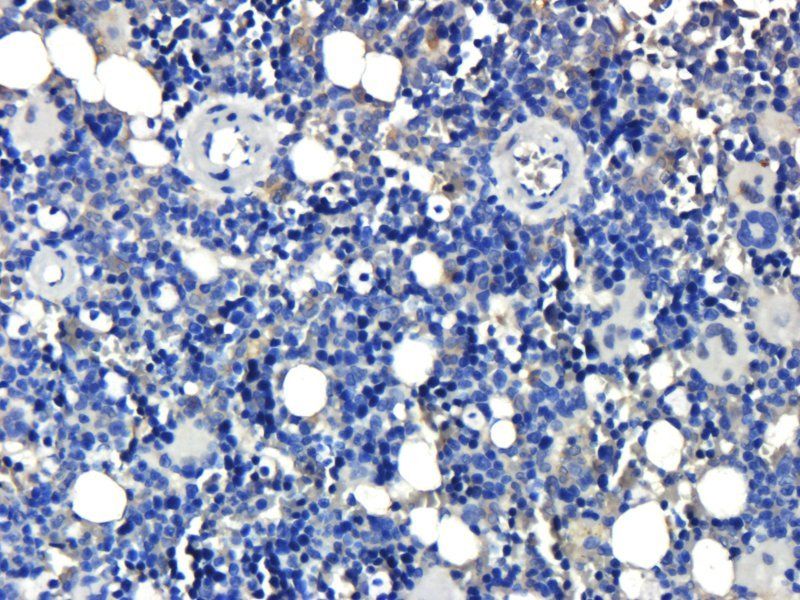 Osteocalcin antibody