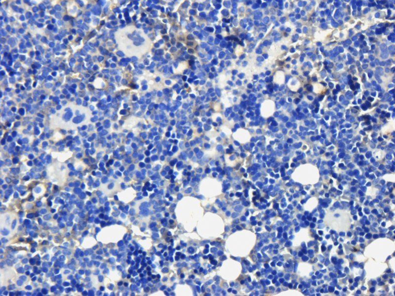 Osteocalcin antibody