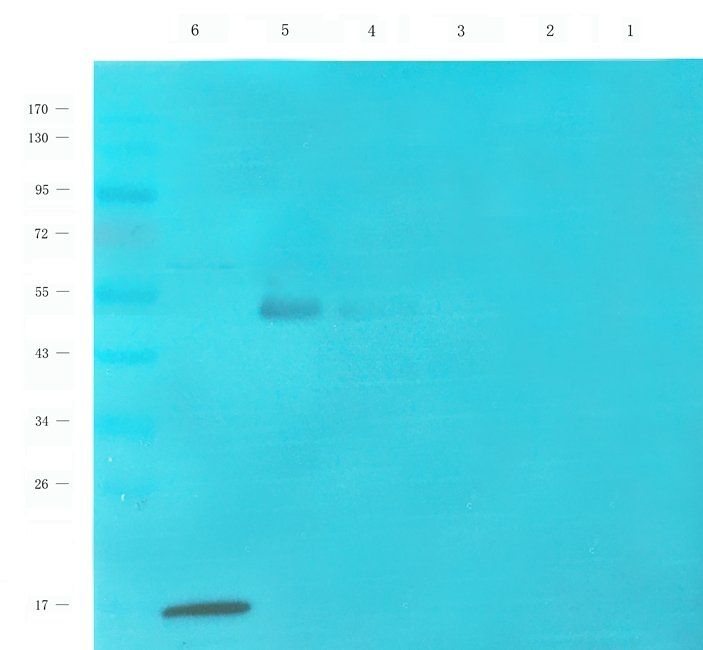 Osteopontin antibody