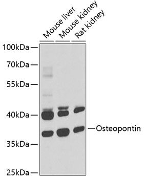 Osteopontin antibody