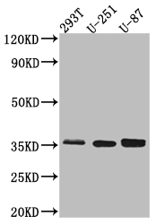 Osteopontin antibody