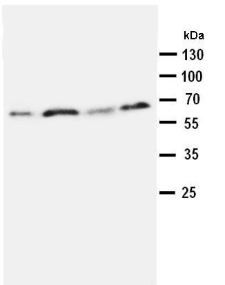 Anti-Osteopontin/SPP1 Antibody