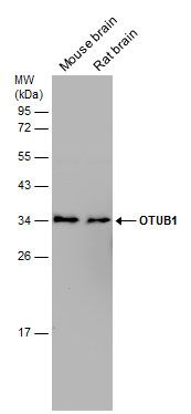 OTUB1 antibody [N1C1]