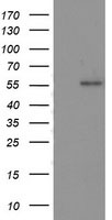 OTUB2 Antibody