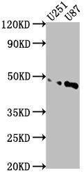 OTUD3 antibody