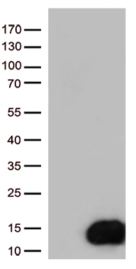 OTX2 Antibody