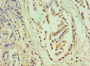 OTX2 Antibody