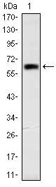 OTX2 Antibody