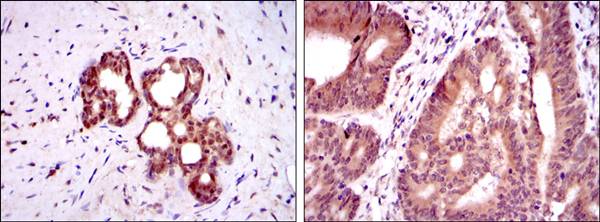 OTX2 Antibody