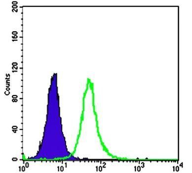 OTX2 Antibody