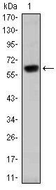 OTX2 Antibody