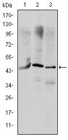 OTX2 Antibody