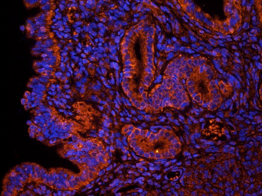 OVGP1 antibody