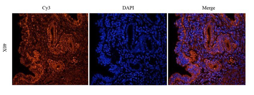 OVGP1 antibody