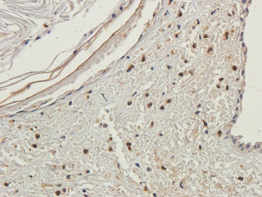 OVGP1 antibody