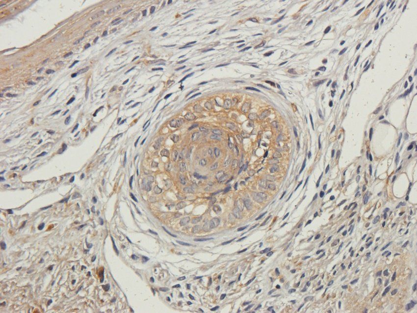 OVGP1 antibody